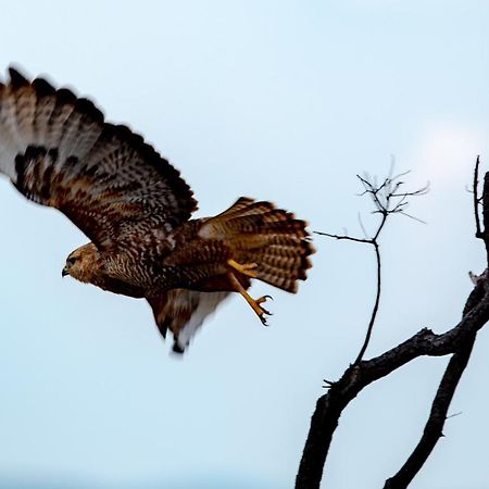 Nungubane Game Lodge Welgevonden Game Reserve Zewnętrze zdjęcie