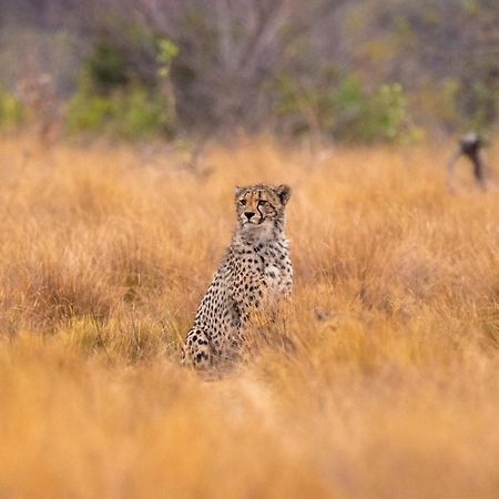 Nungubane Game Lodge Welgevonden Game Reserve Zewnętrze zdjęcie