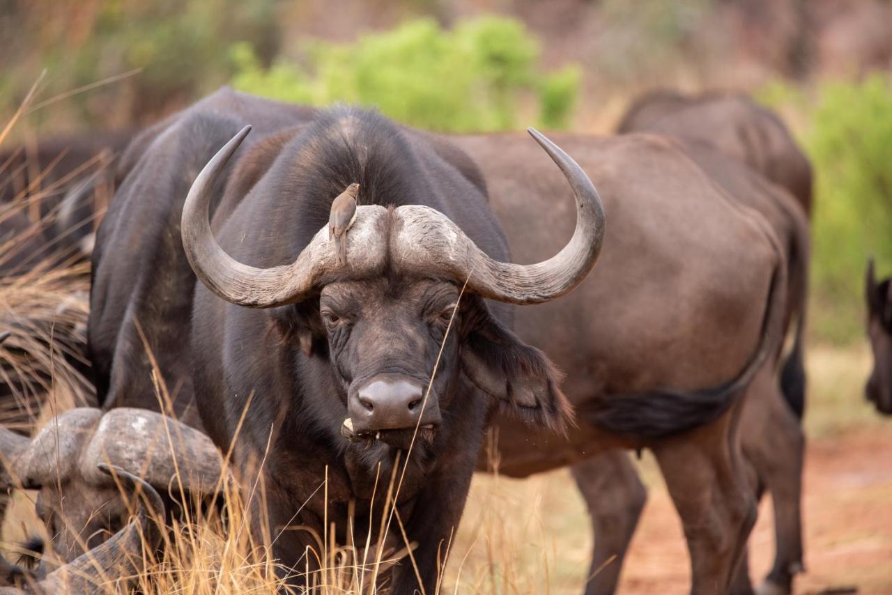 Nungubane Game Lodge Welgevonden Game Reserve Zewnętrze zdjęcie