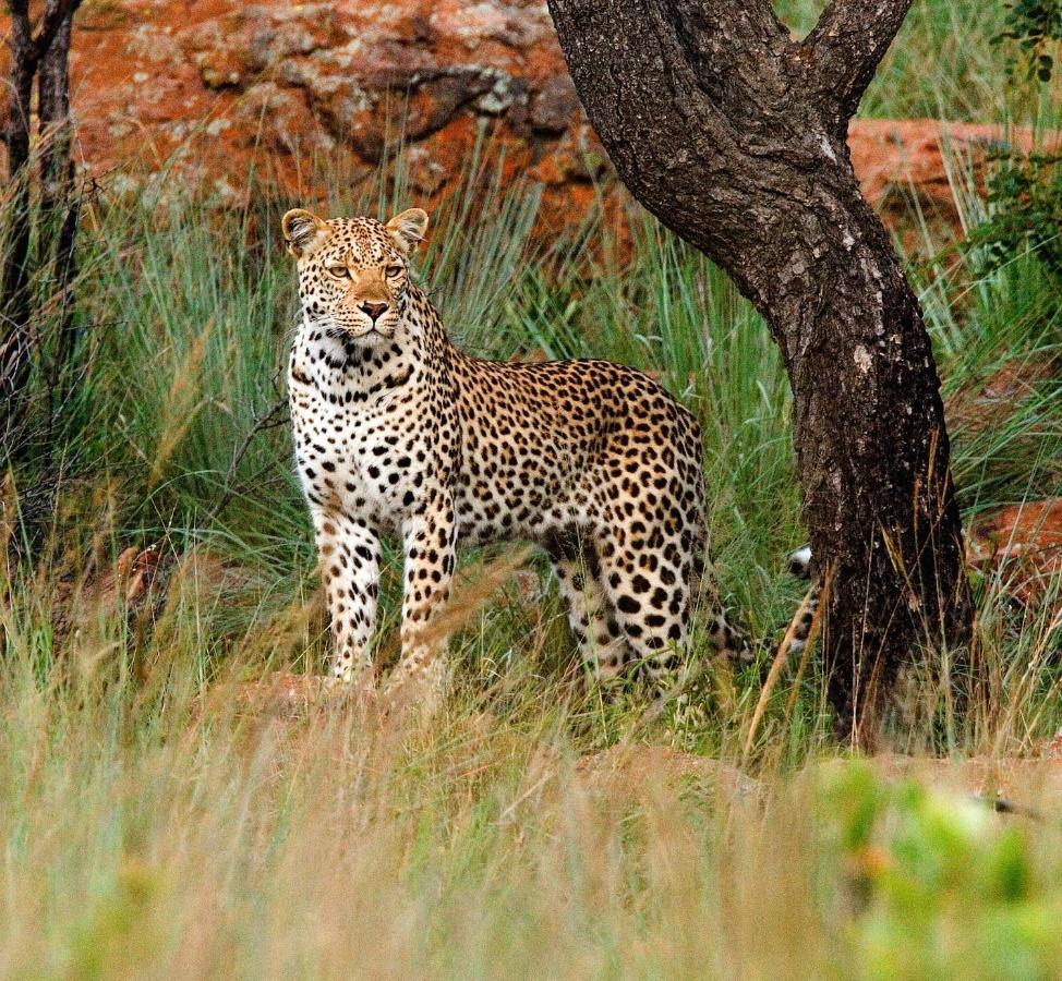 Nungubane Game Lodge Welgevonden Game Reserve Zewnętrze zdjęcie